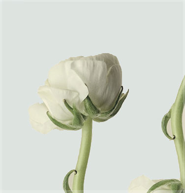 ranunculus-3